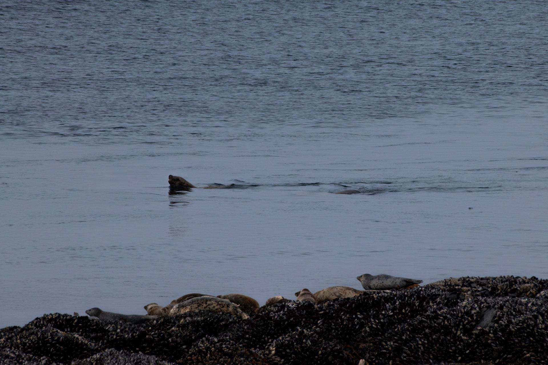 Otarie de Steller + Phoques Veau-marin