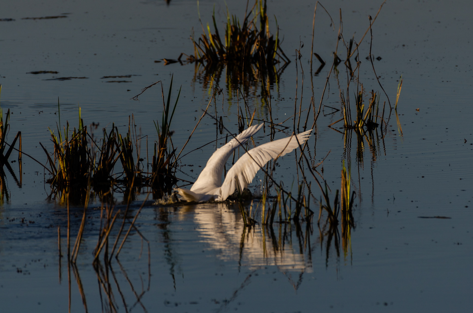 Grèbe aigrette
