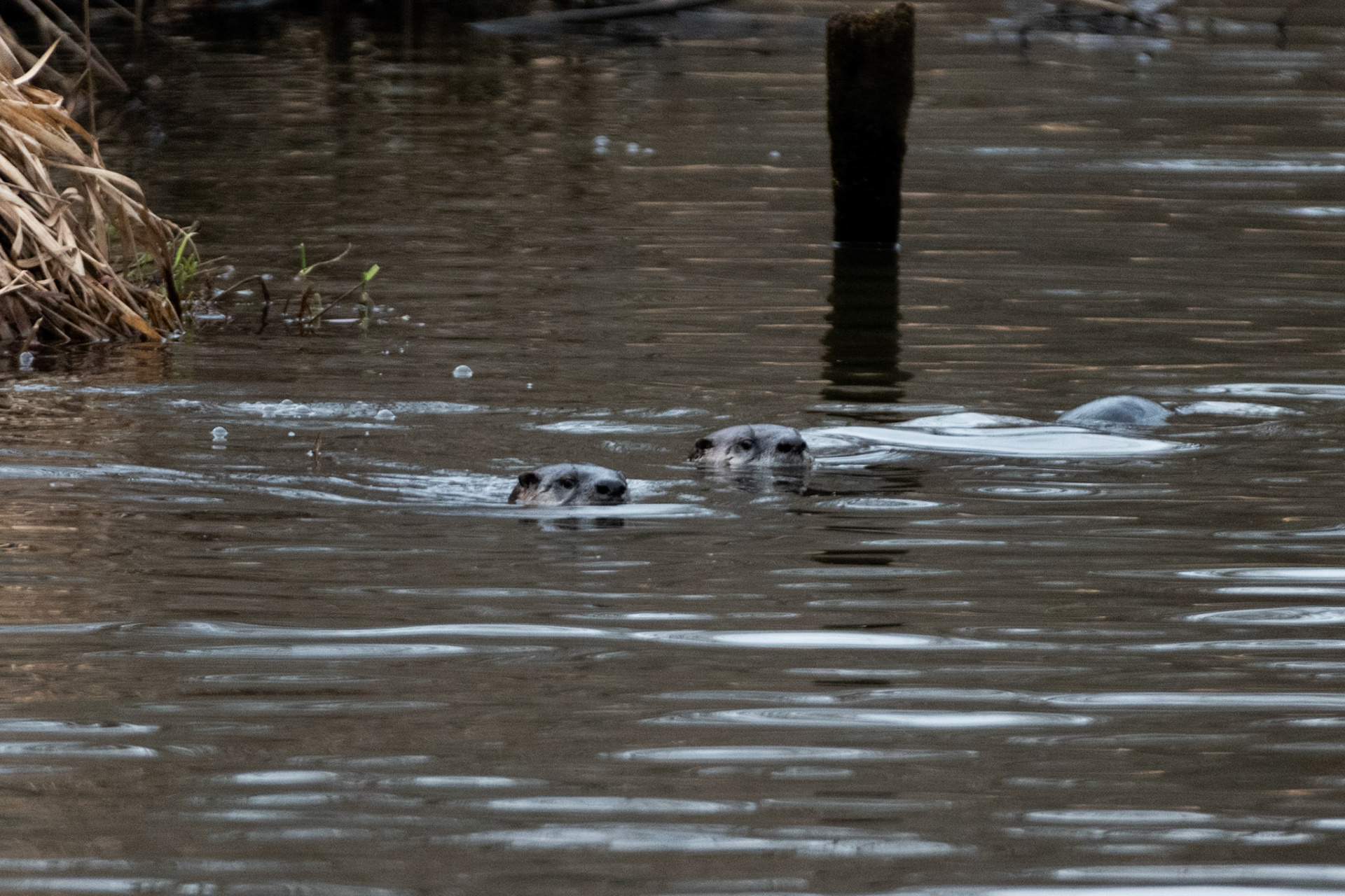 Loutre de rivière
