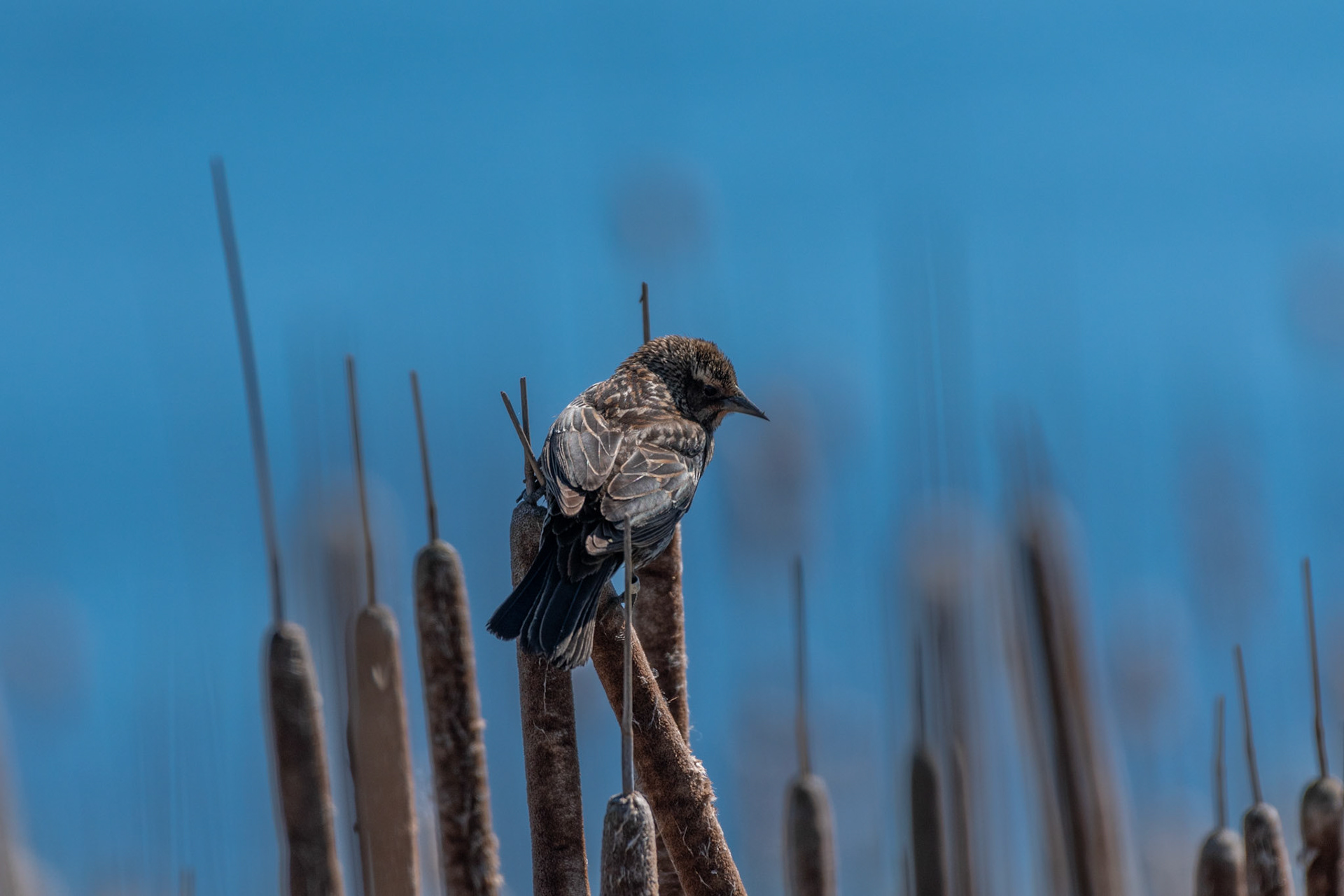 Carrouge à épaulette