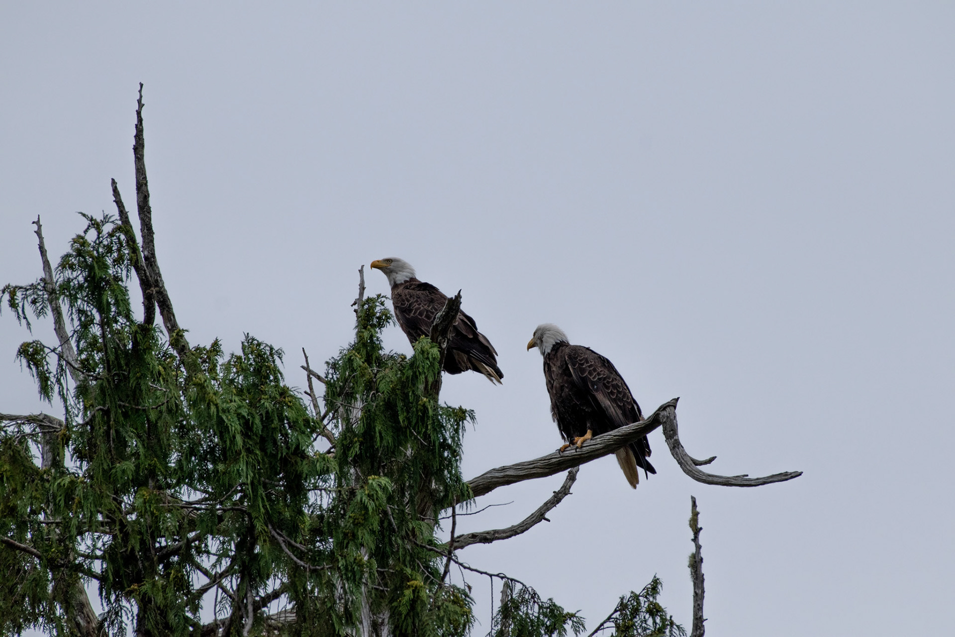 Pygargues à tete blanche