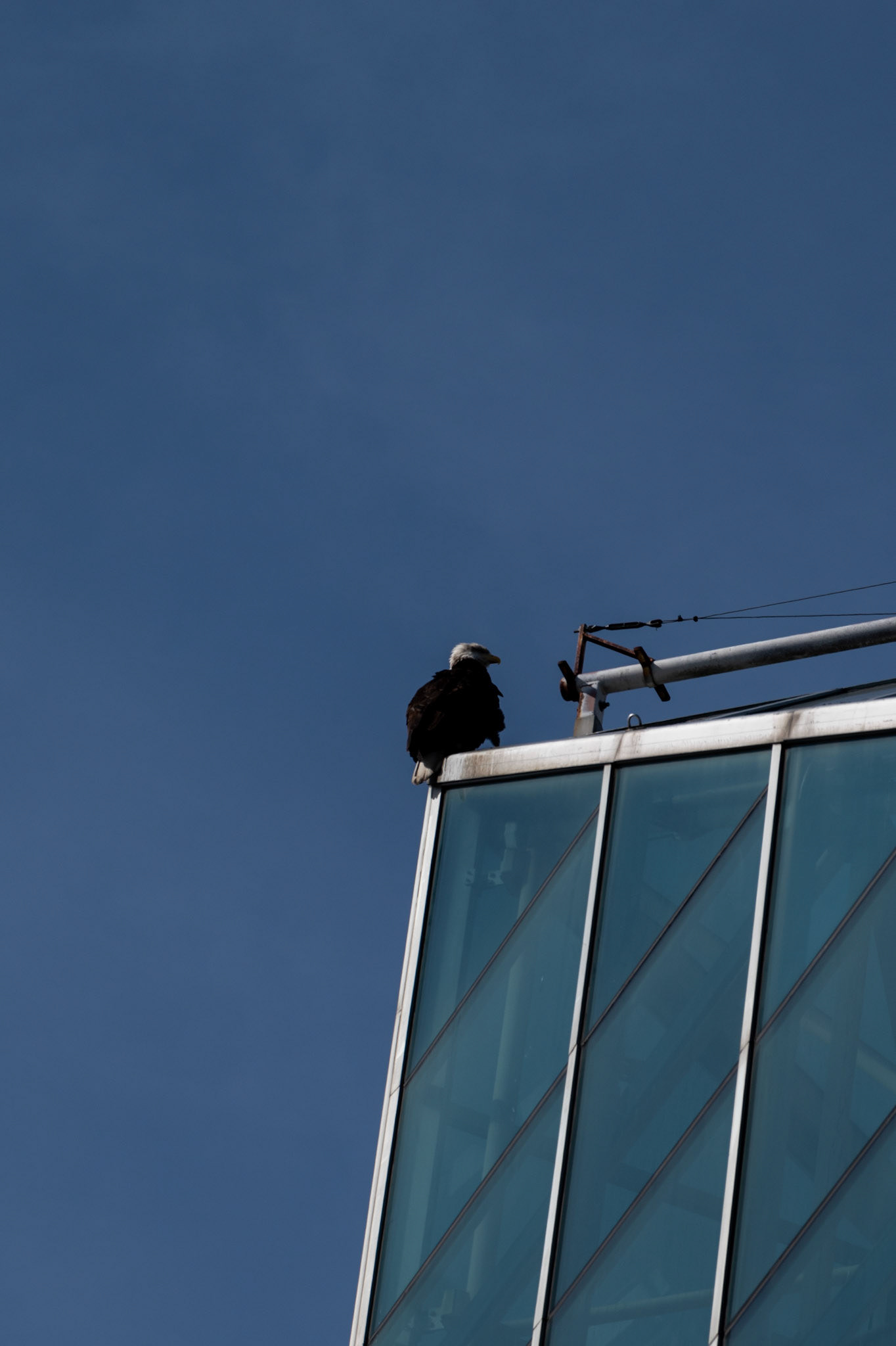 Pygargue à queue blanche