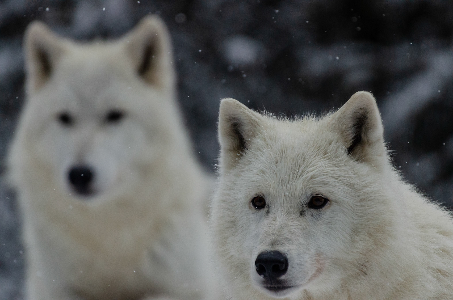 Loups arctique