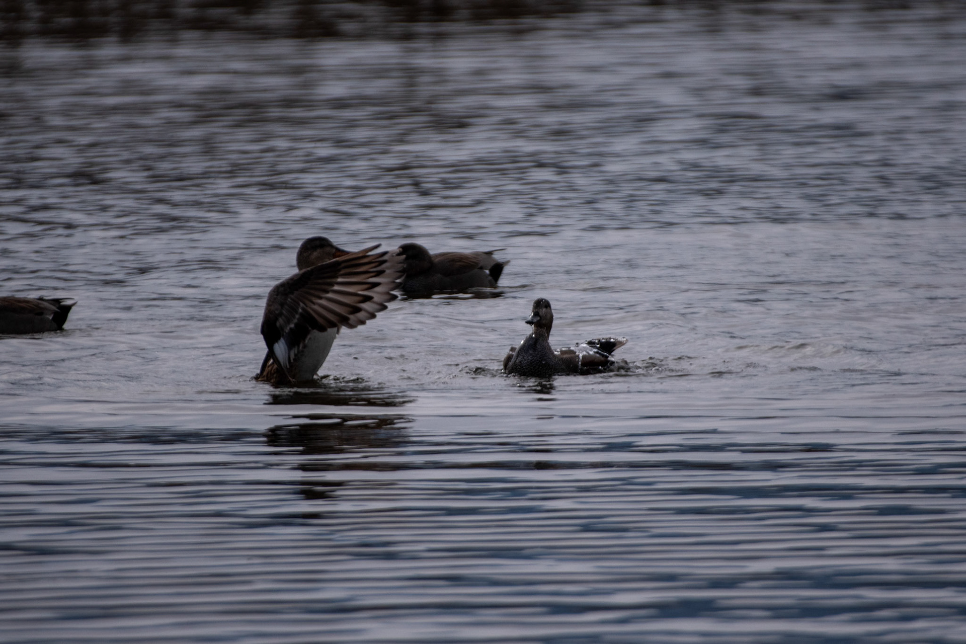 Canards chipeaux
