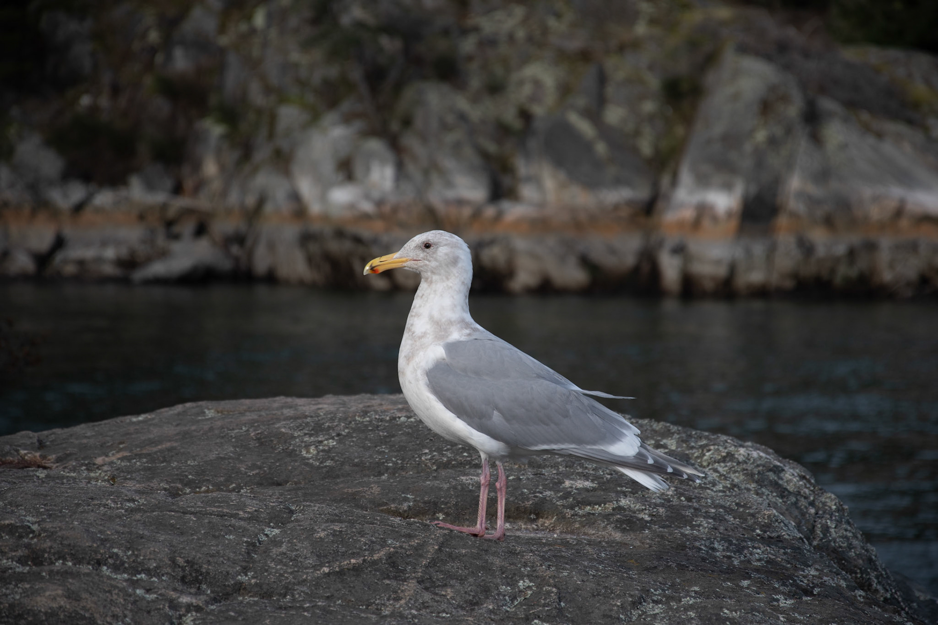 Goéland à ailles argentées