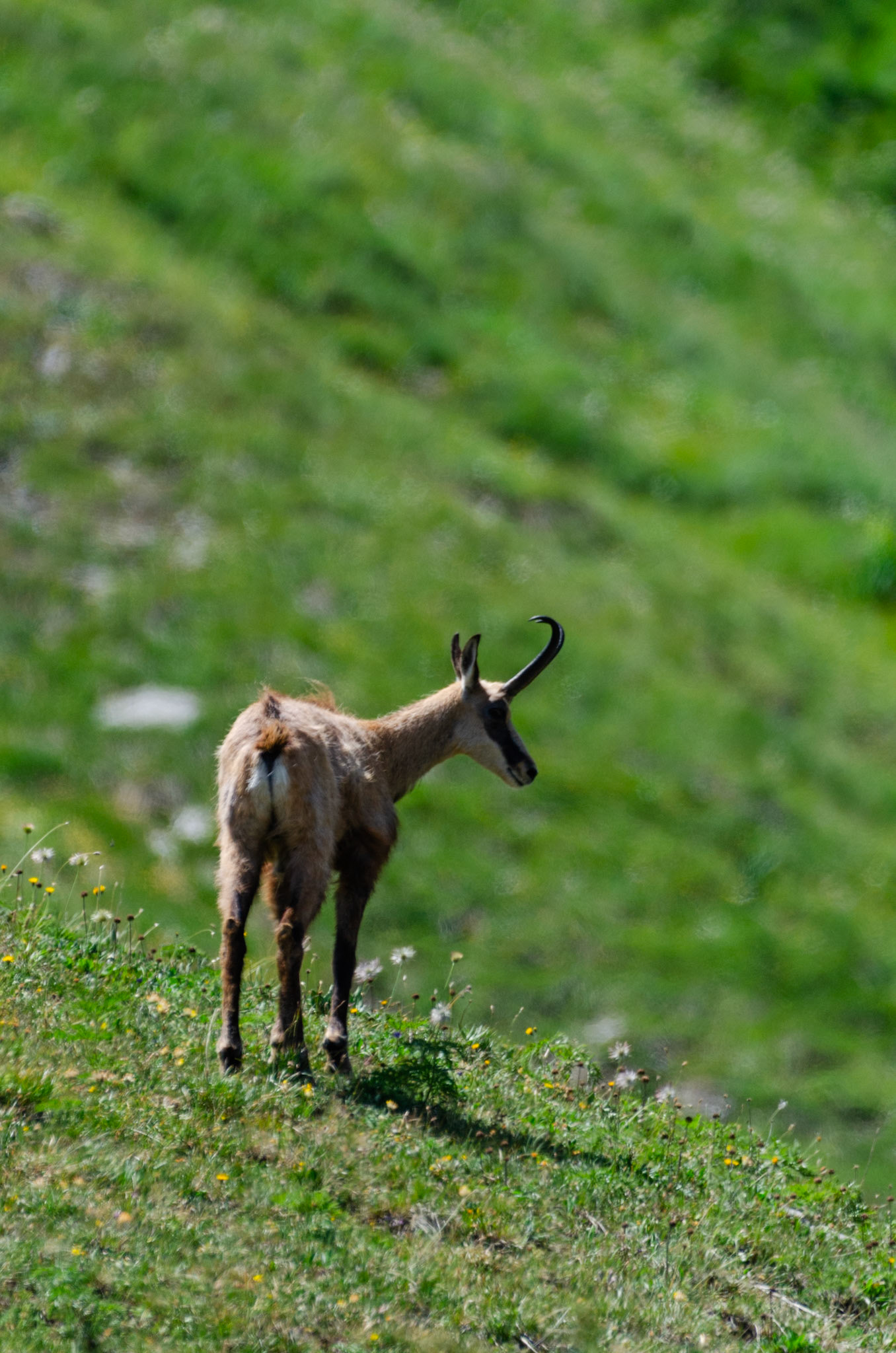 Chamois