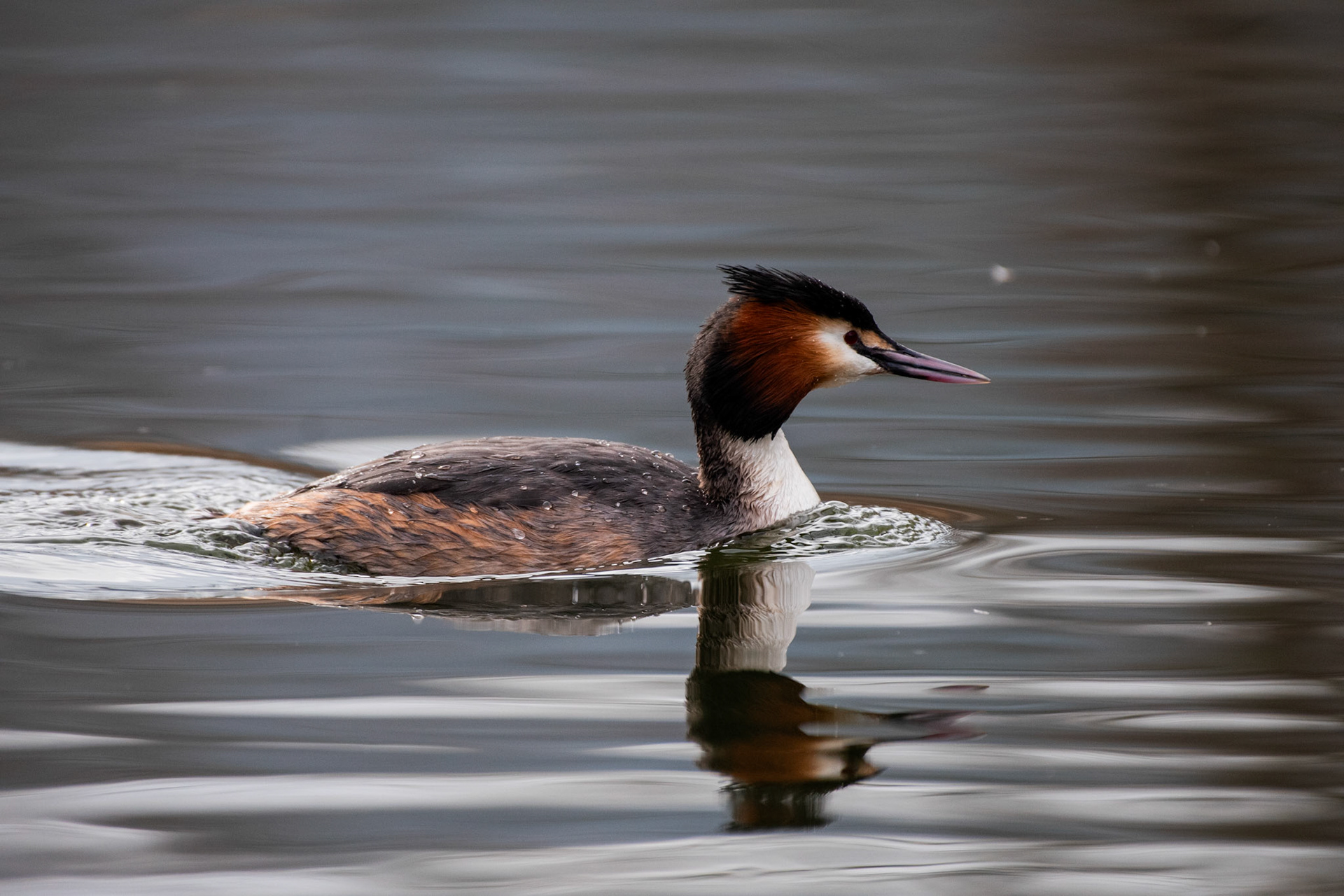 Grèbe huppé