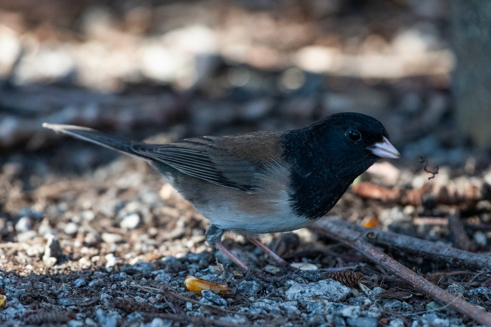 Junco ardoisé