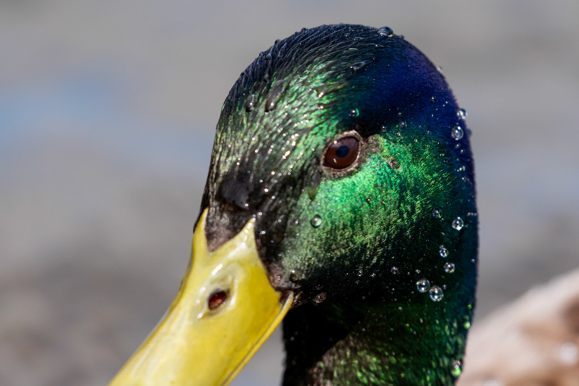 Canard colvert