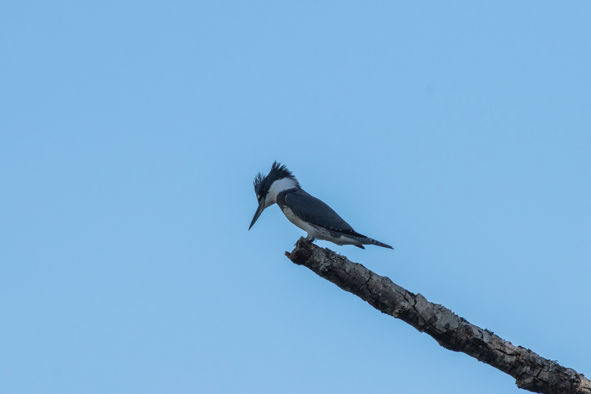 Martin pecheur d'Amérique