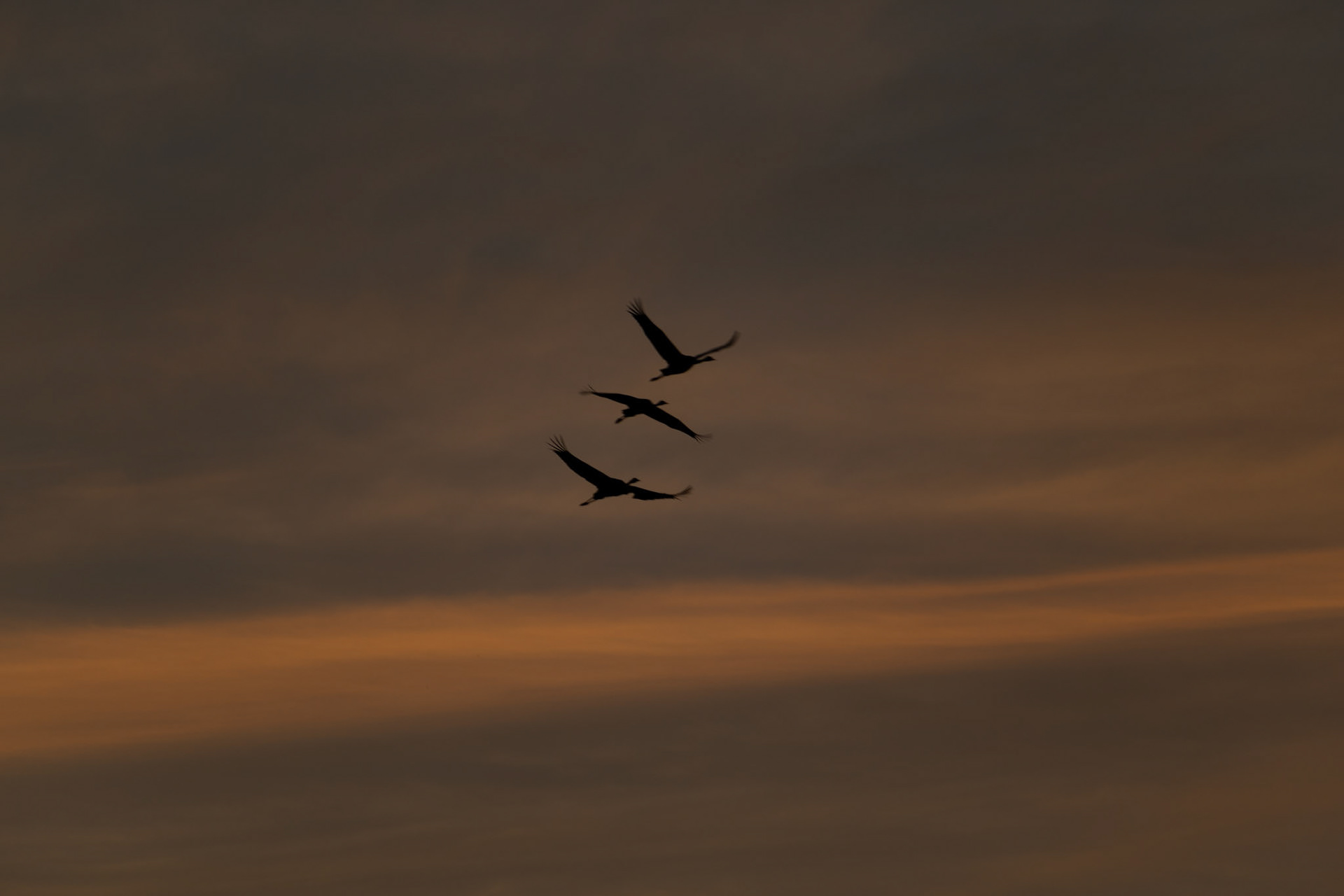 Grues cendrées
