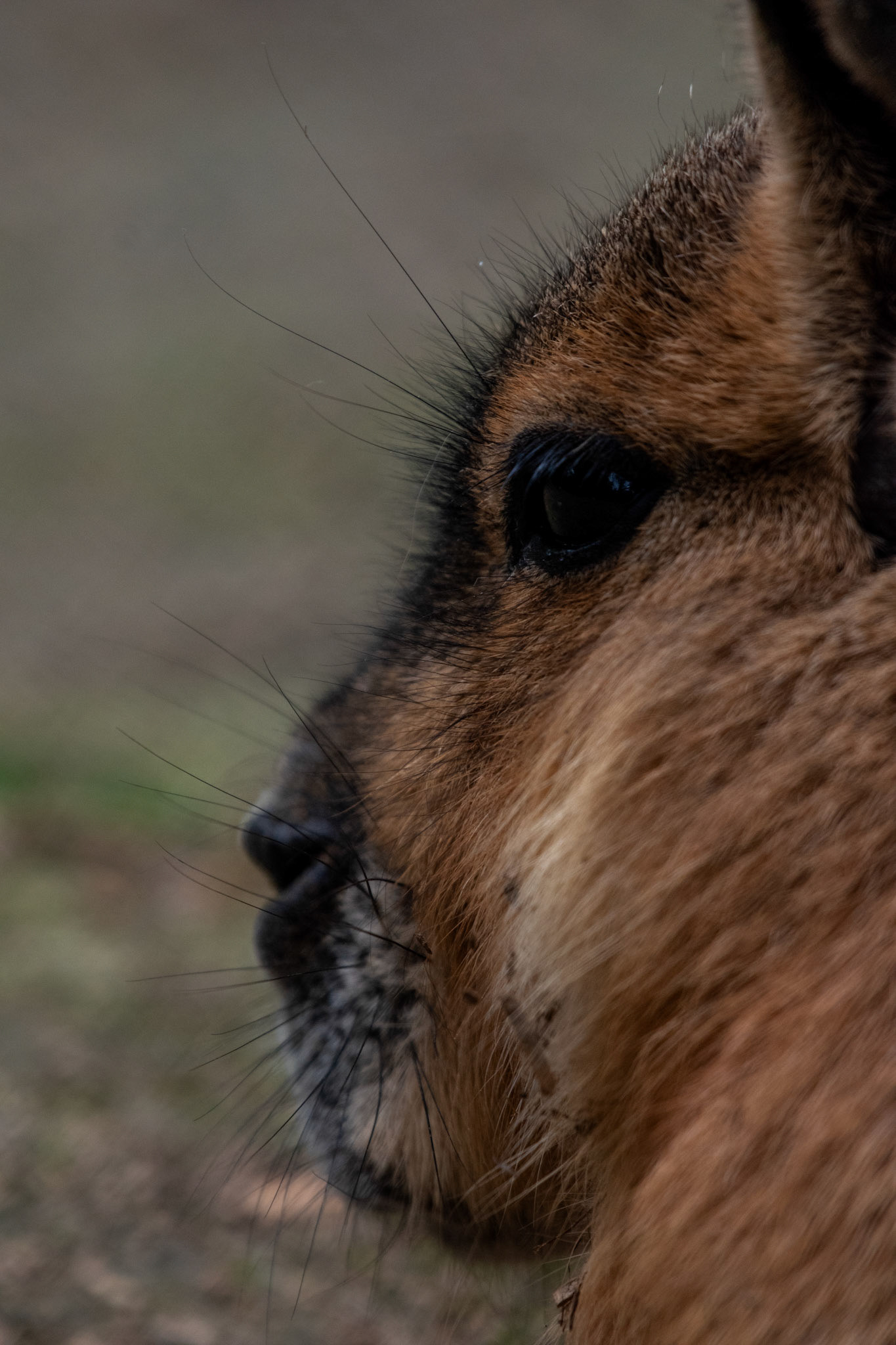 Mara