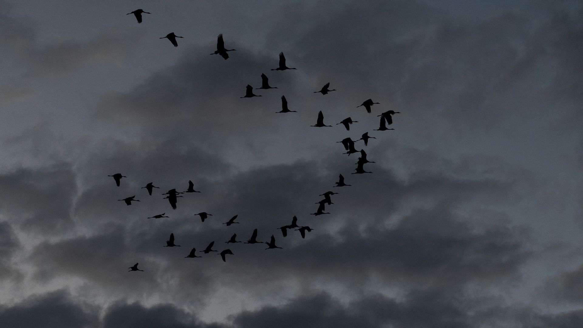 Grues cendrées