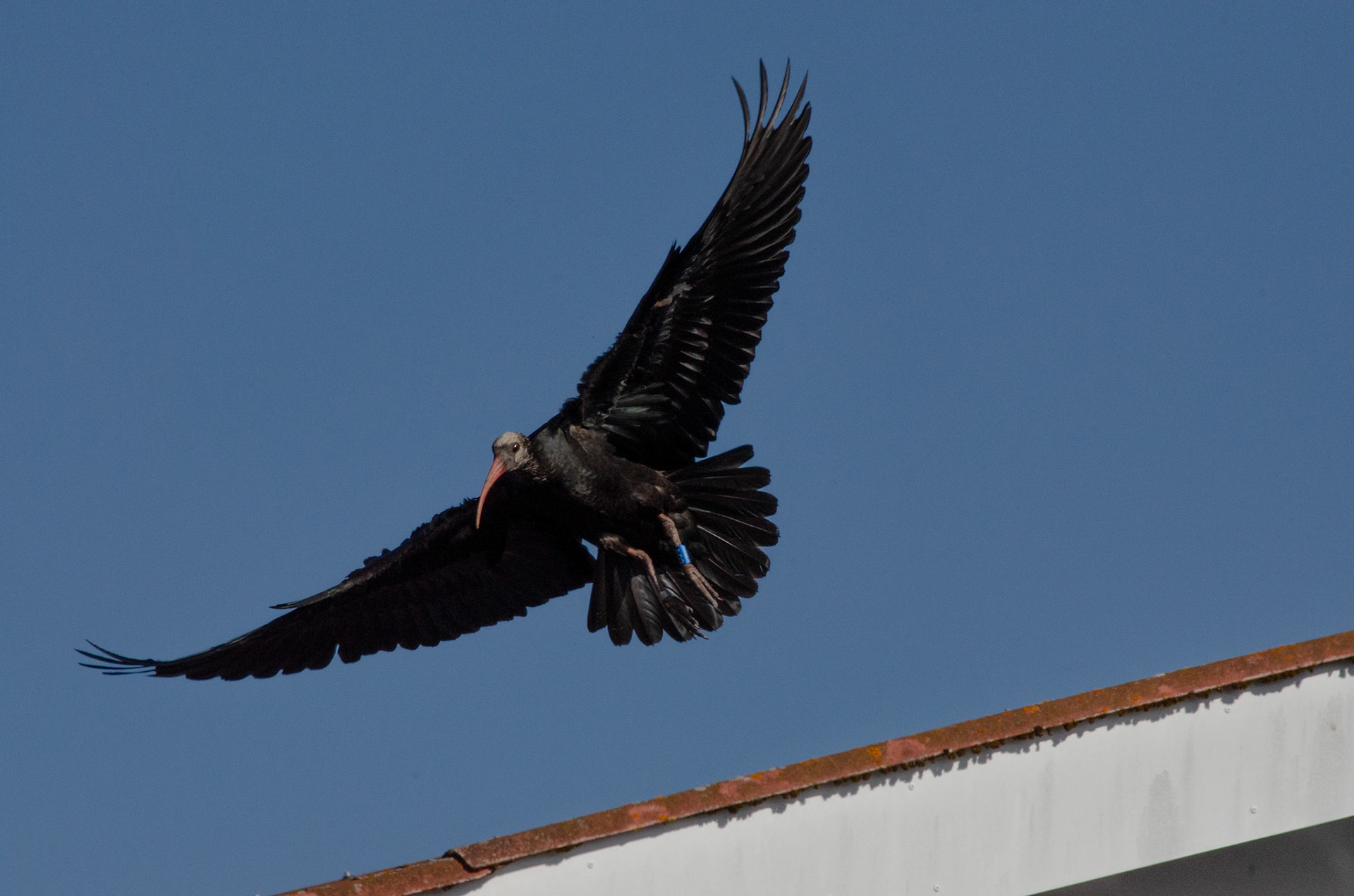 Ibis chauve