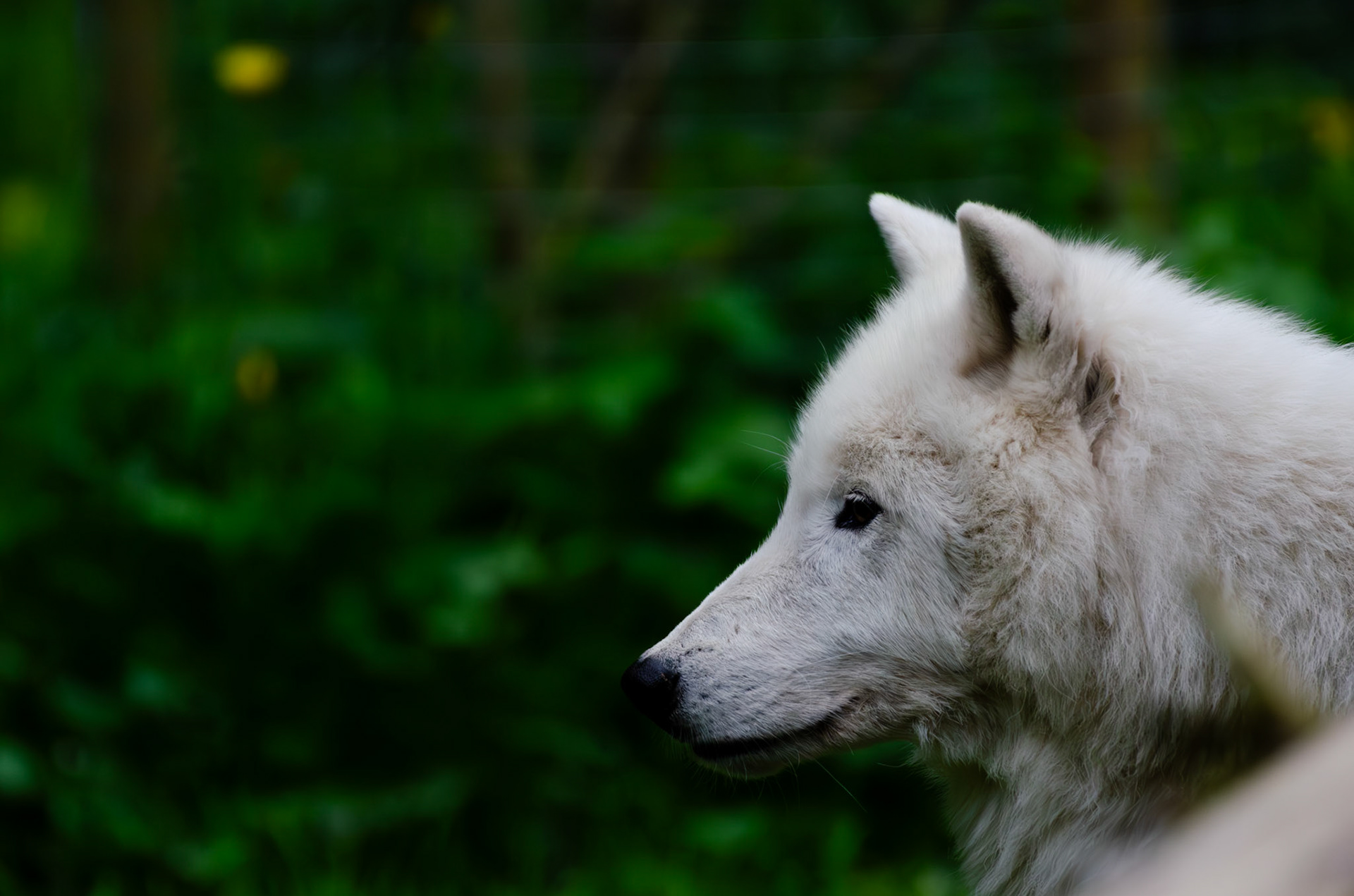 Loup arctique