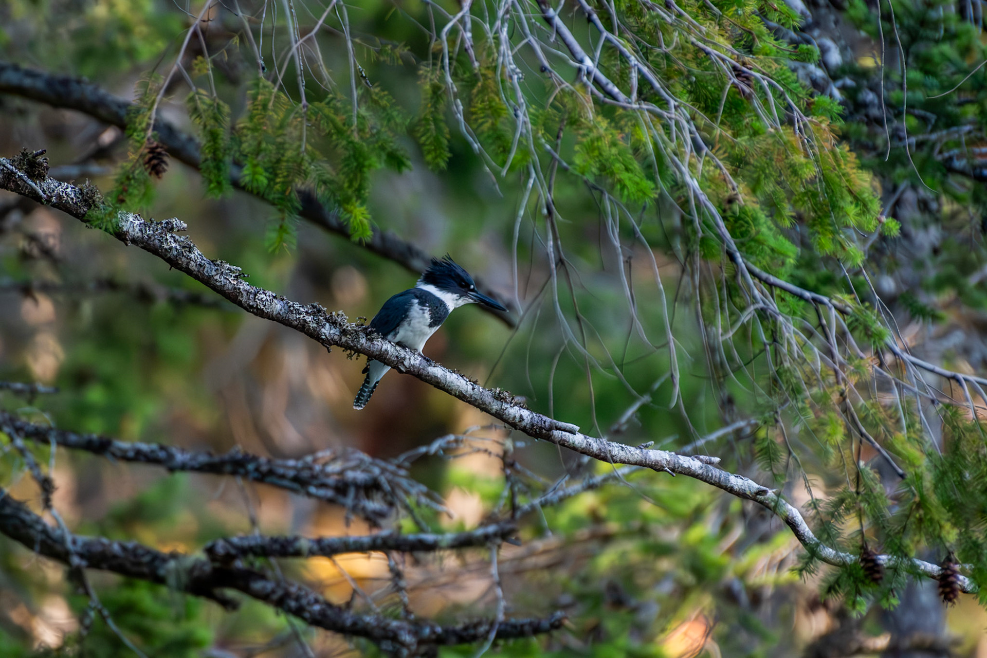Martin pecheur d'Amérique