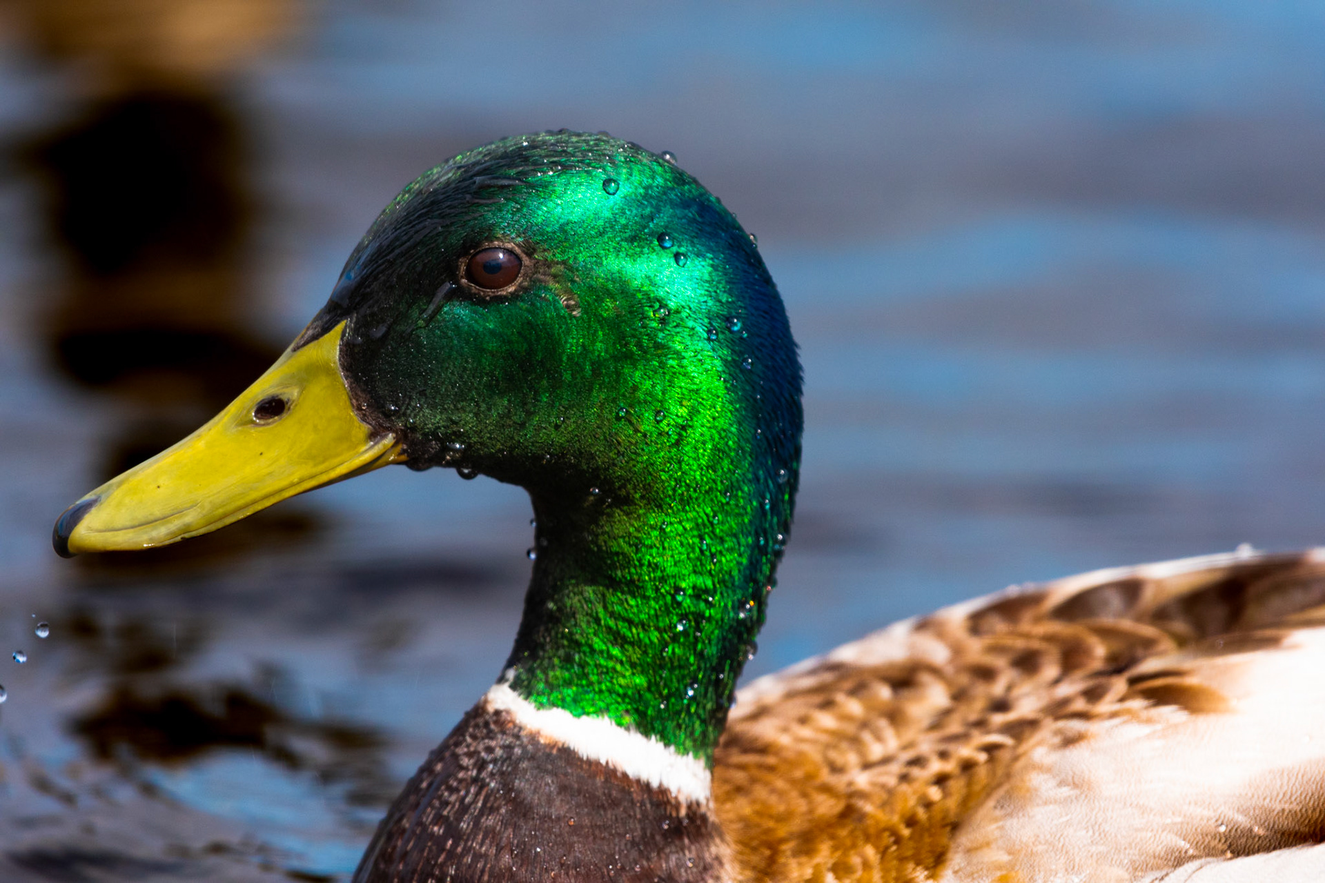 Canard colvert
