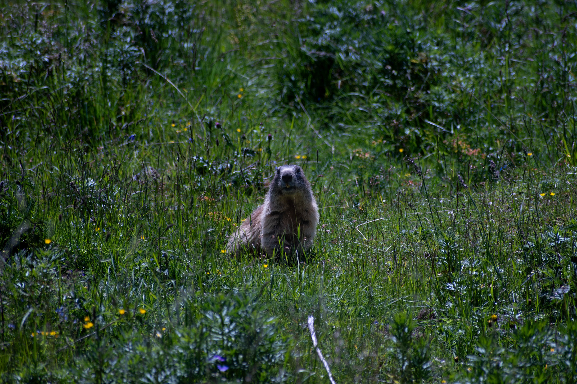 Marmotte des Alpes