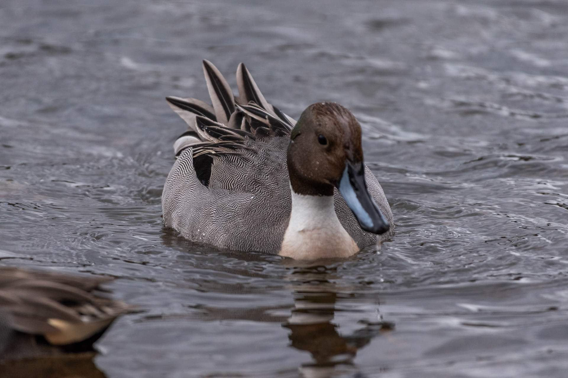 Canard pilet