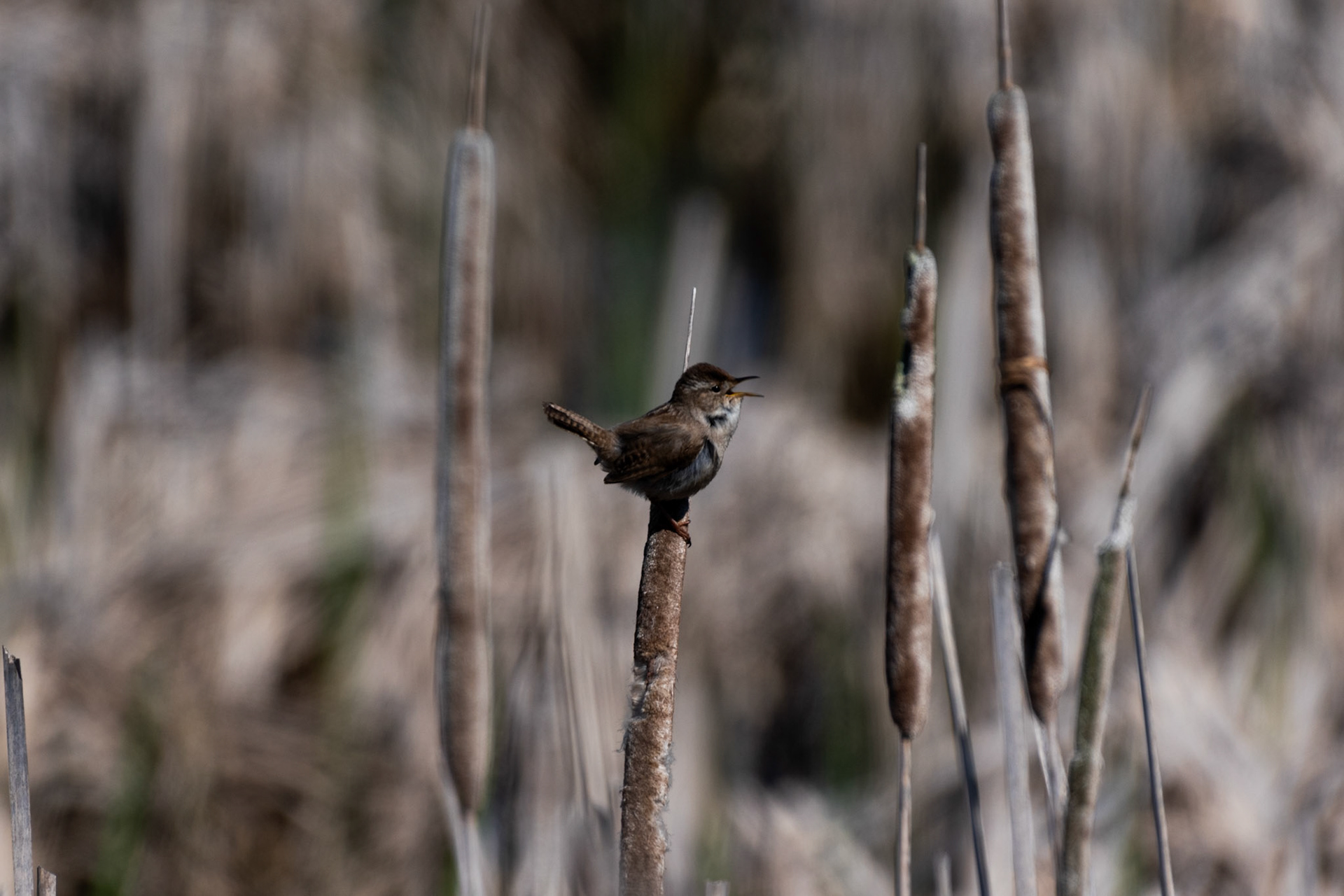 Troglodyte des marais