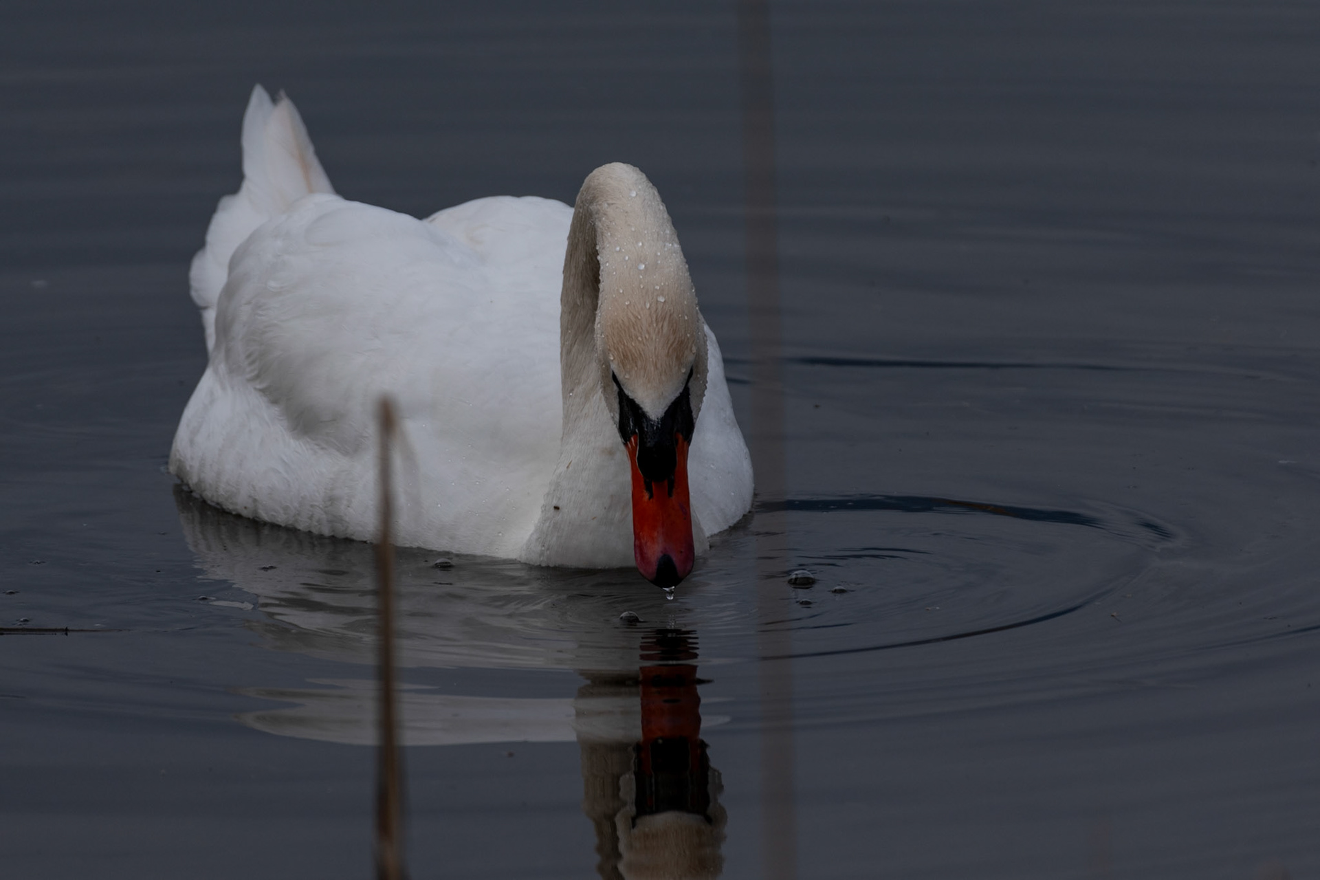 Cygne tuberculé
