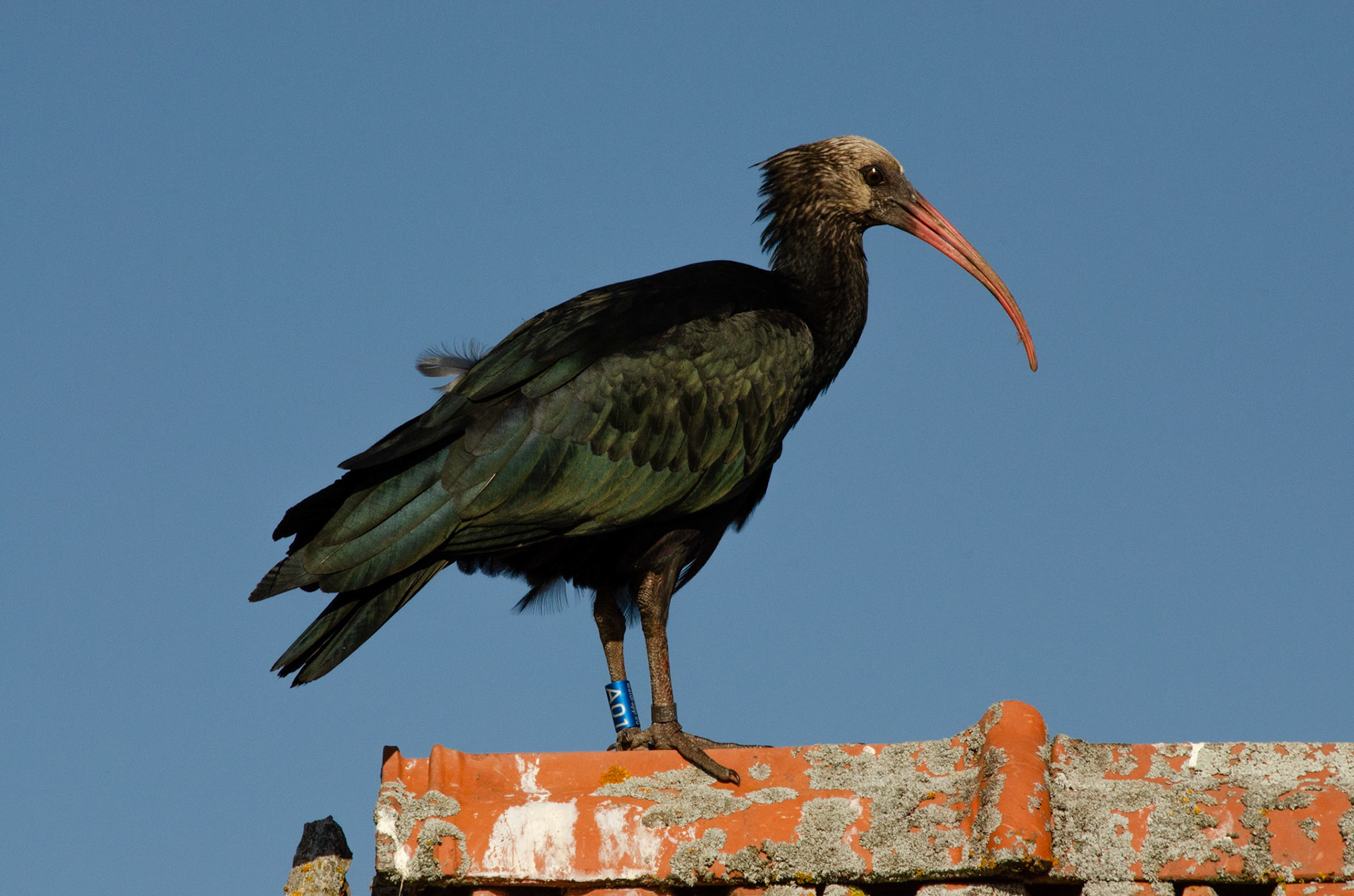 Ibis chauve