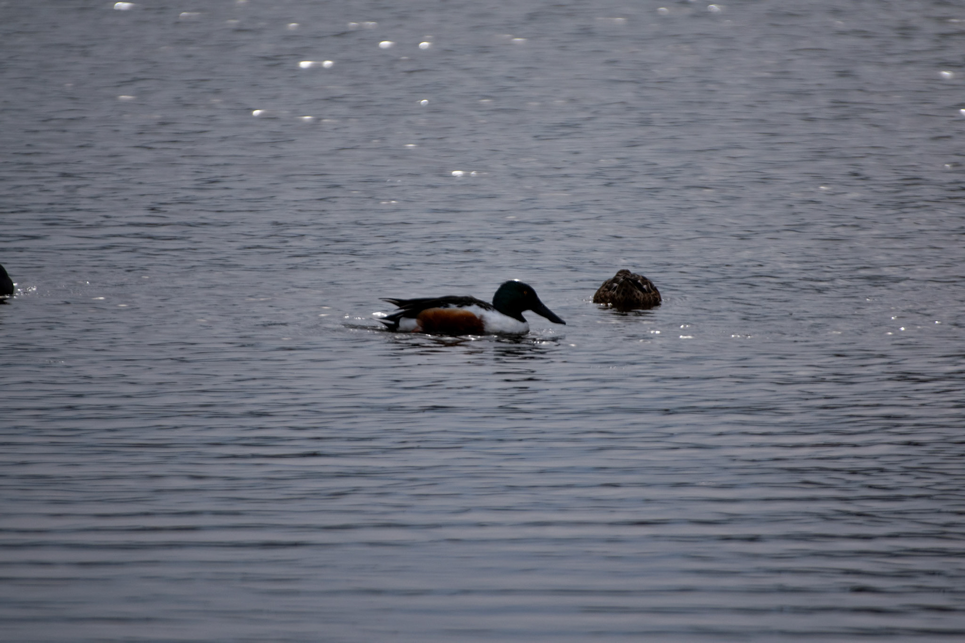 Canard souchet