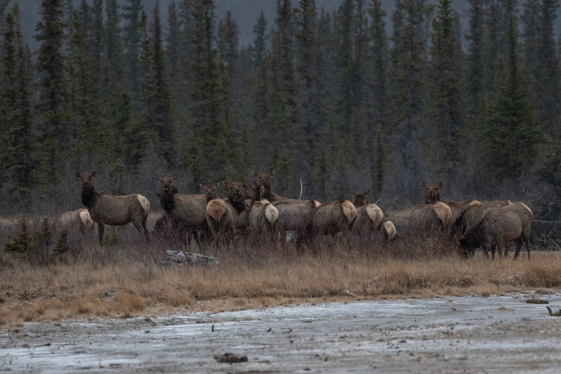 Wapiti