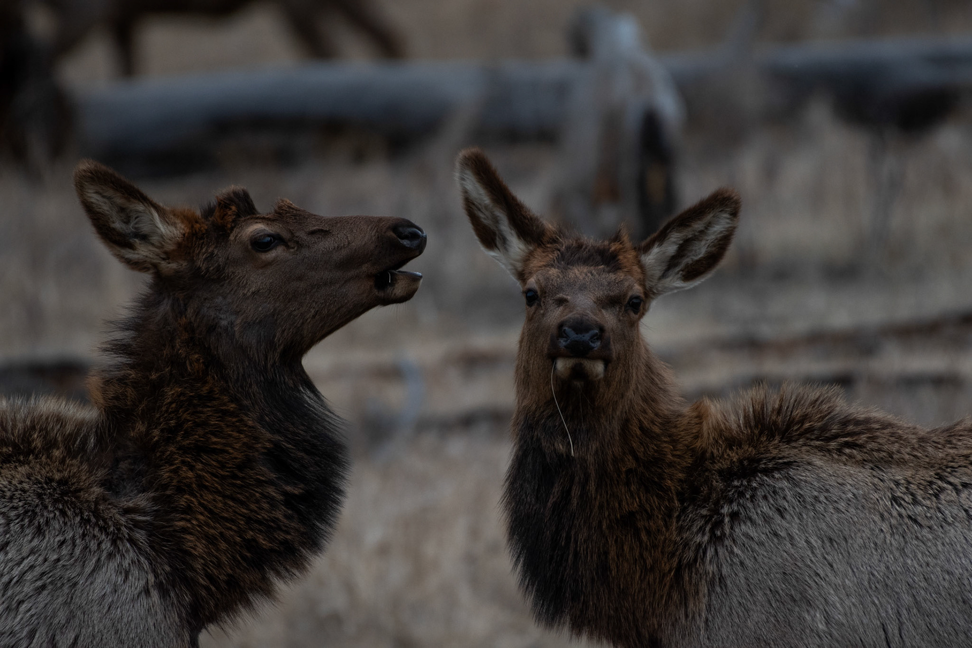 Wapiti