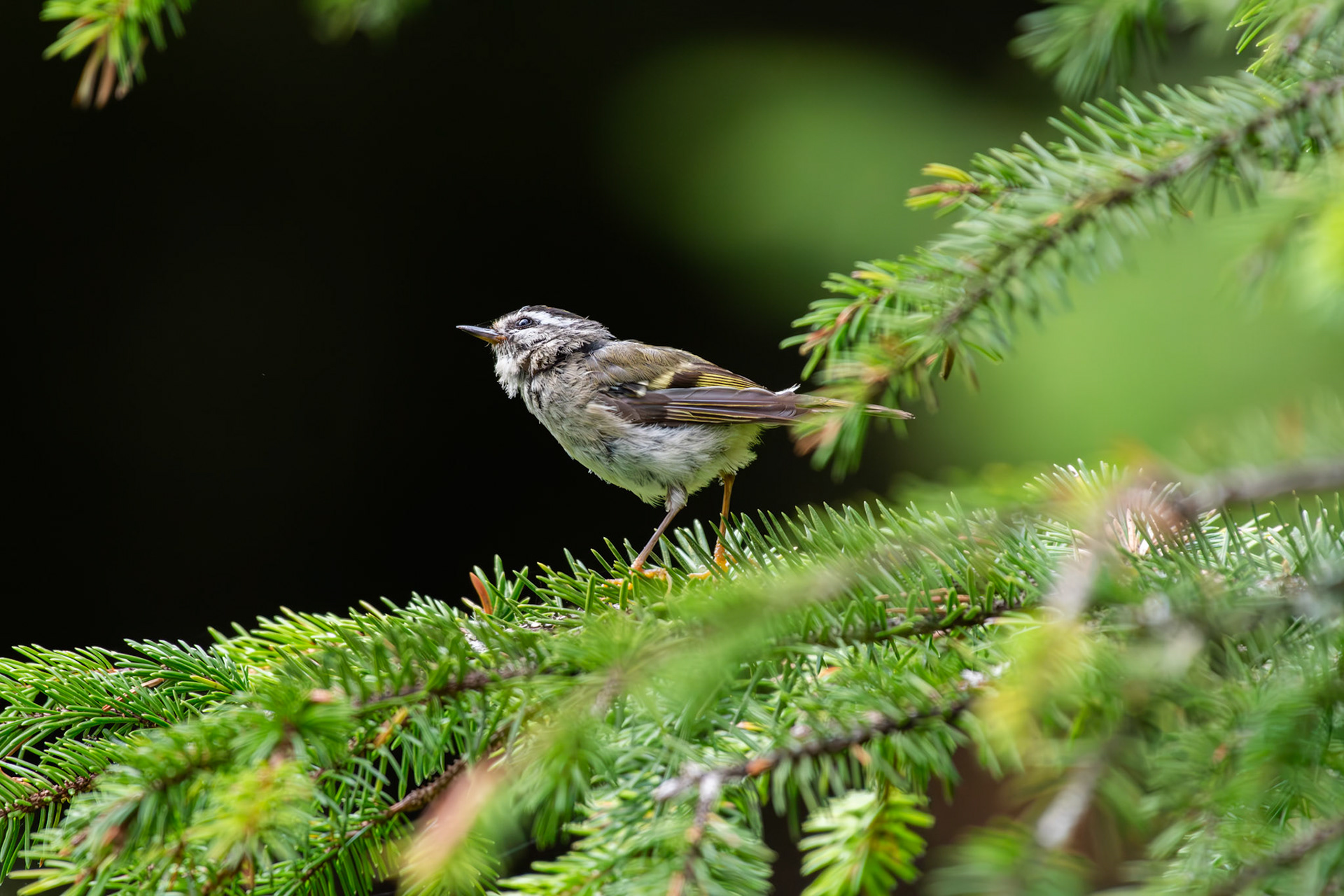 Roitelet à couronne dorée