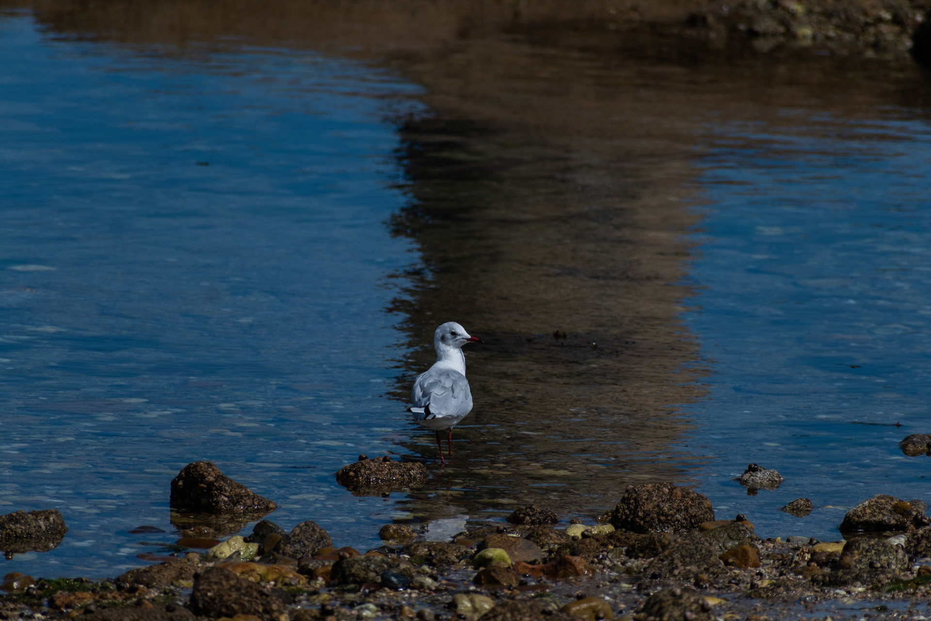 Mouette rieuse