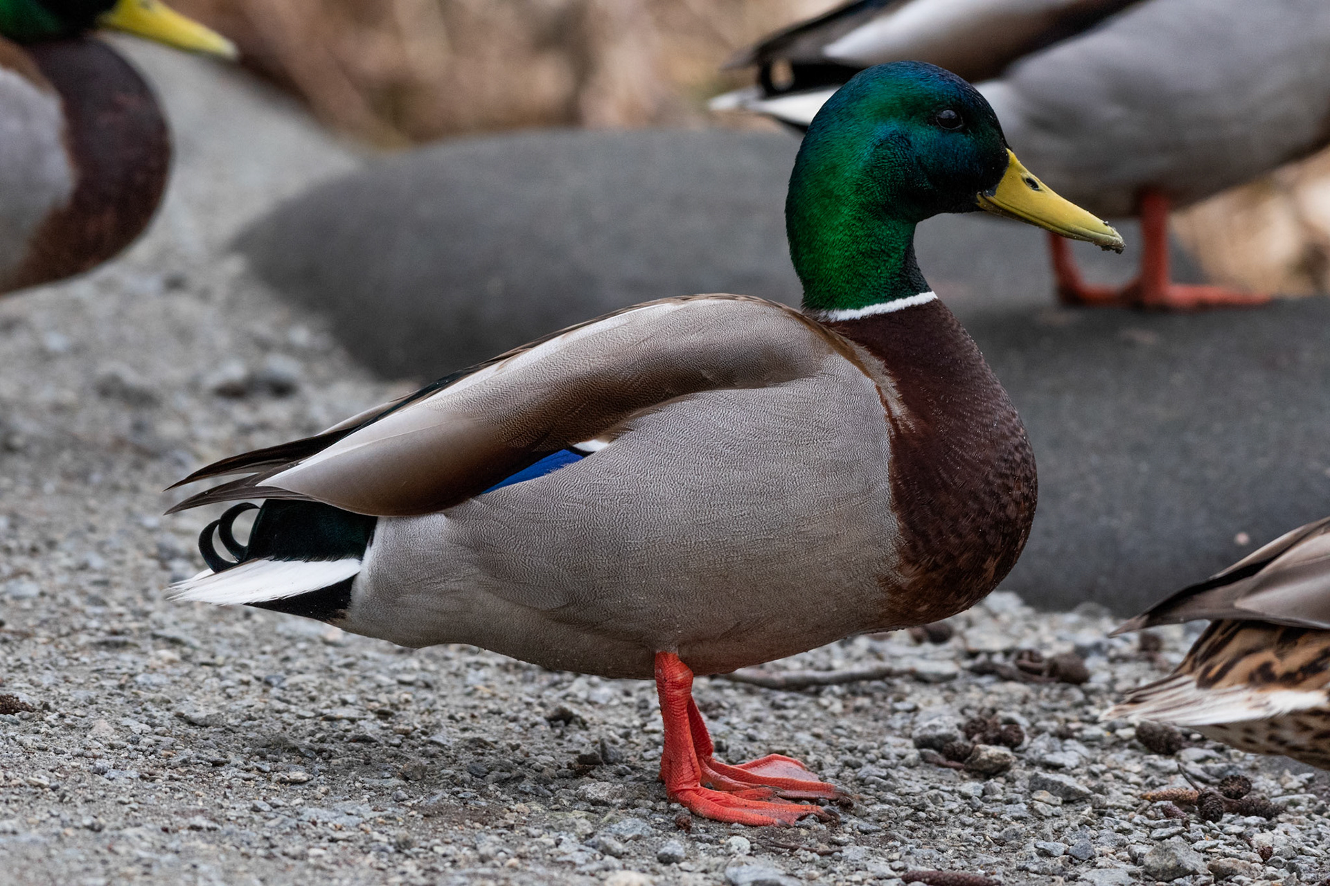 Canard colvert