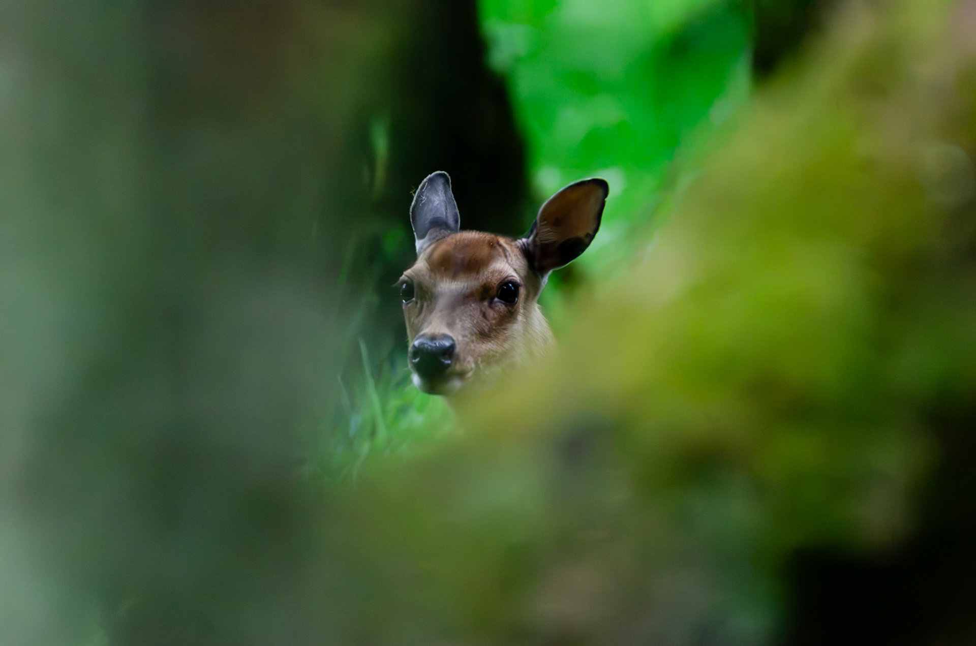 Cerf Sika