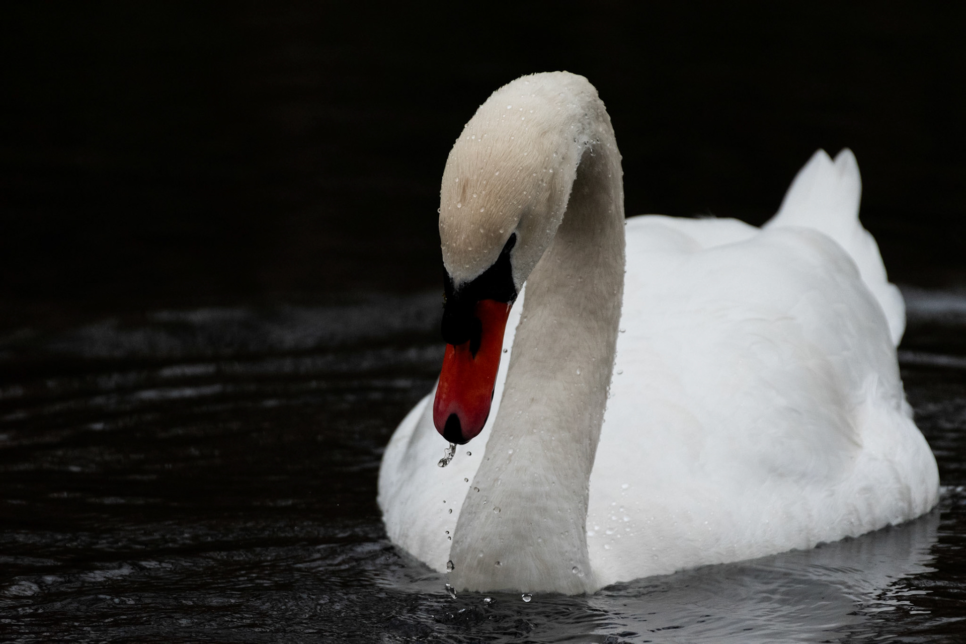 Cygne tuberculé