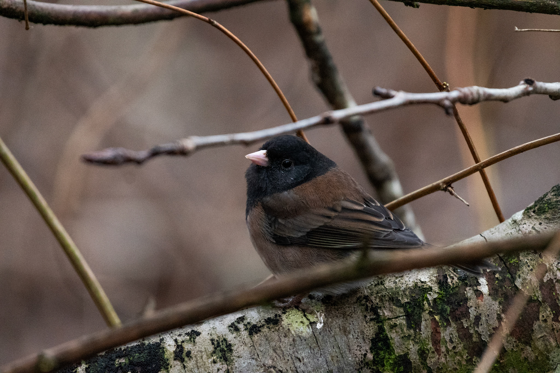 Junco ardoisé