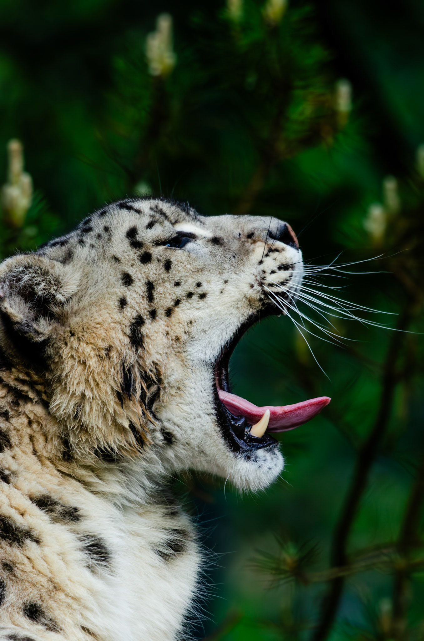 Penthère des neiges