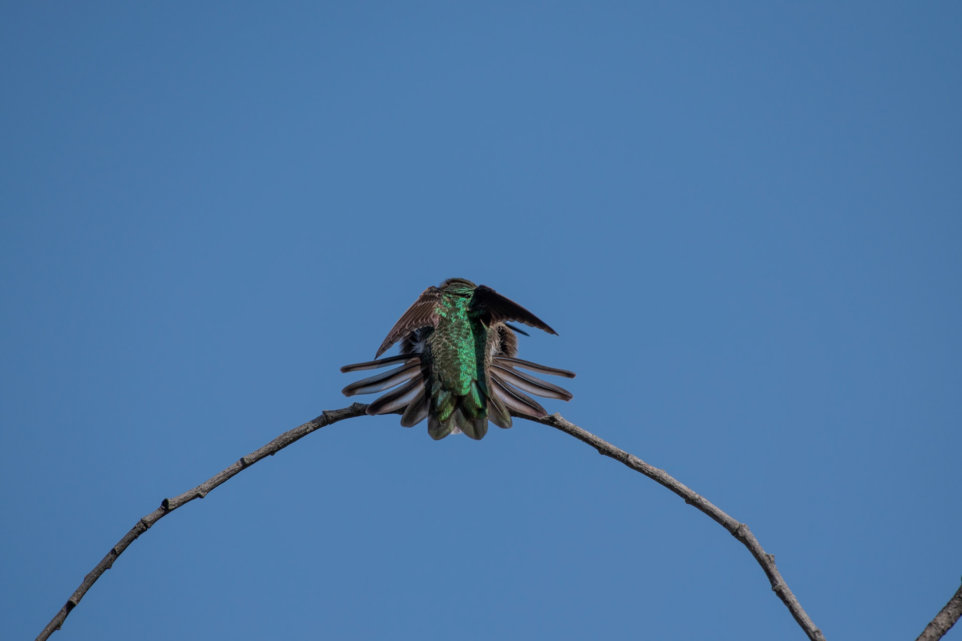 Colibri de Anna
