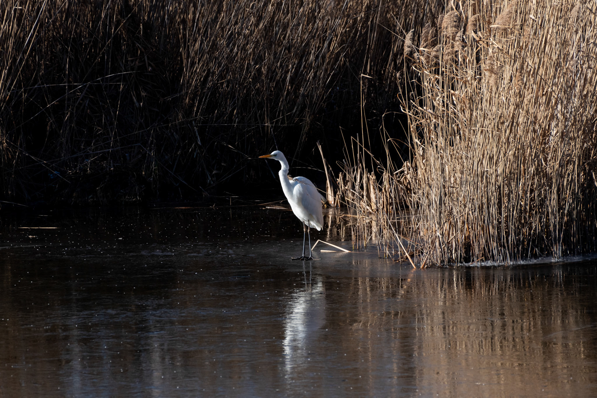 Grande aigrette