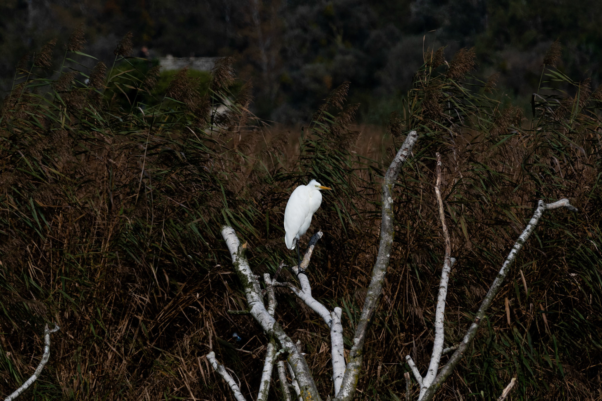 Grande aigrette
