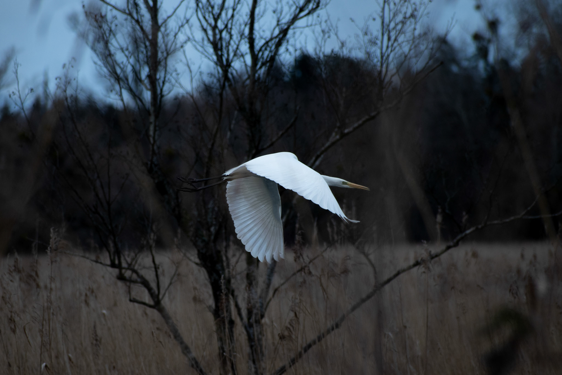 Grande aigrette