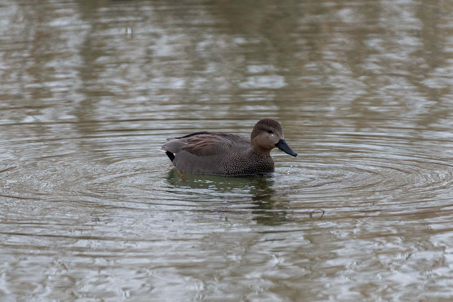 Canard chipeau