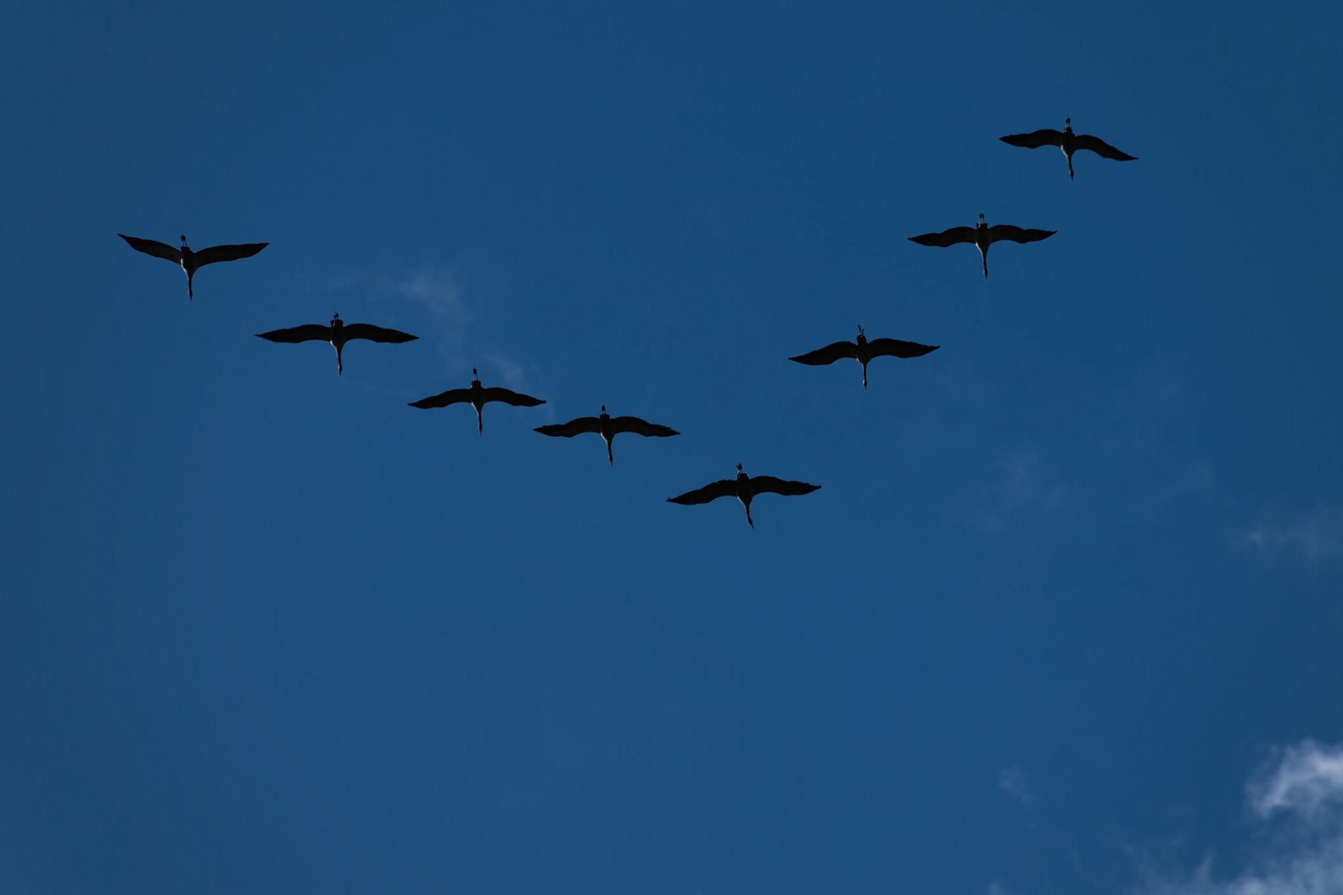 Grues cendrées