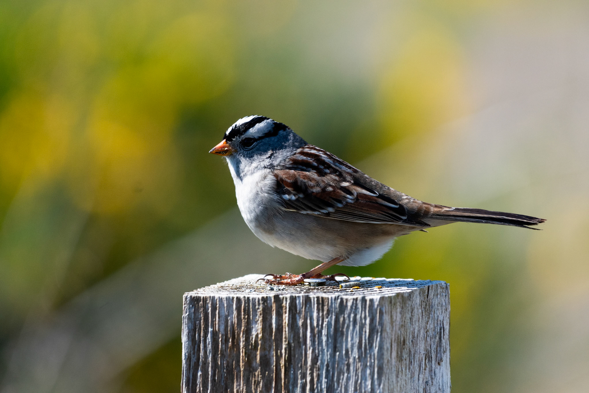 Bruant à couronne blanche