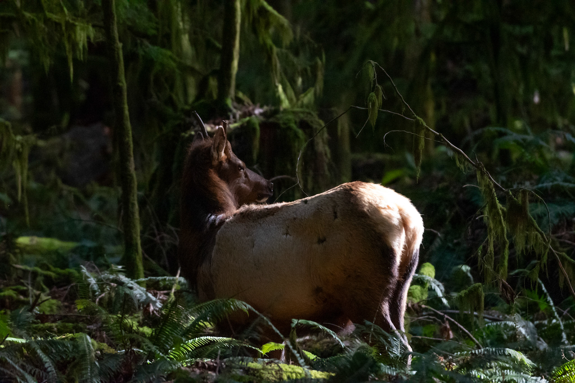 Wapiti