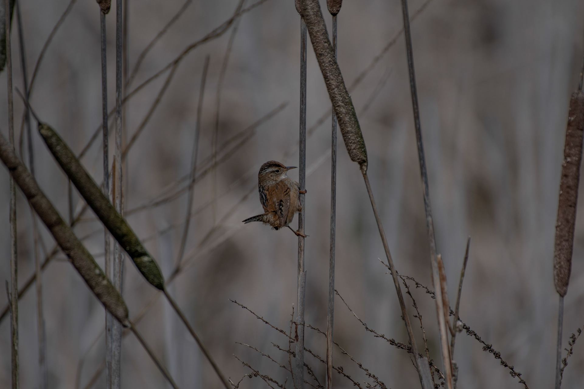 Troglodyte des marais