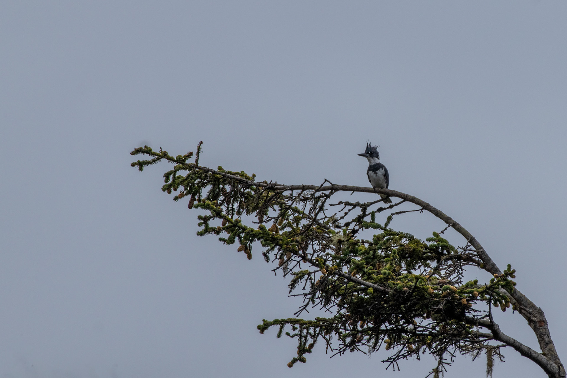 Martin-pecheur d'Amérique