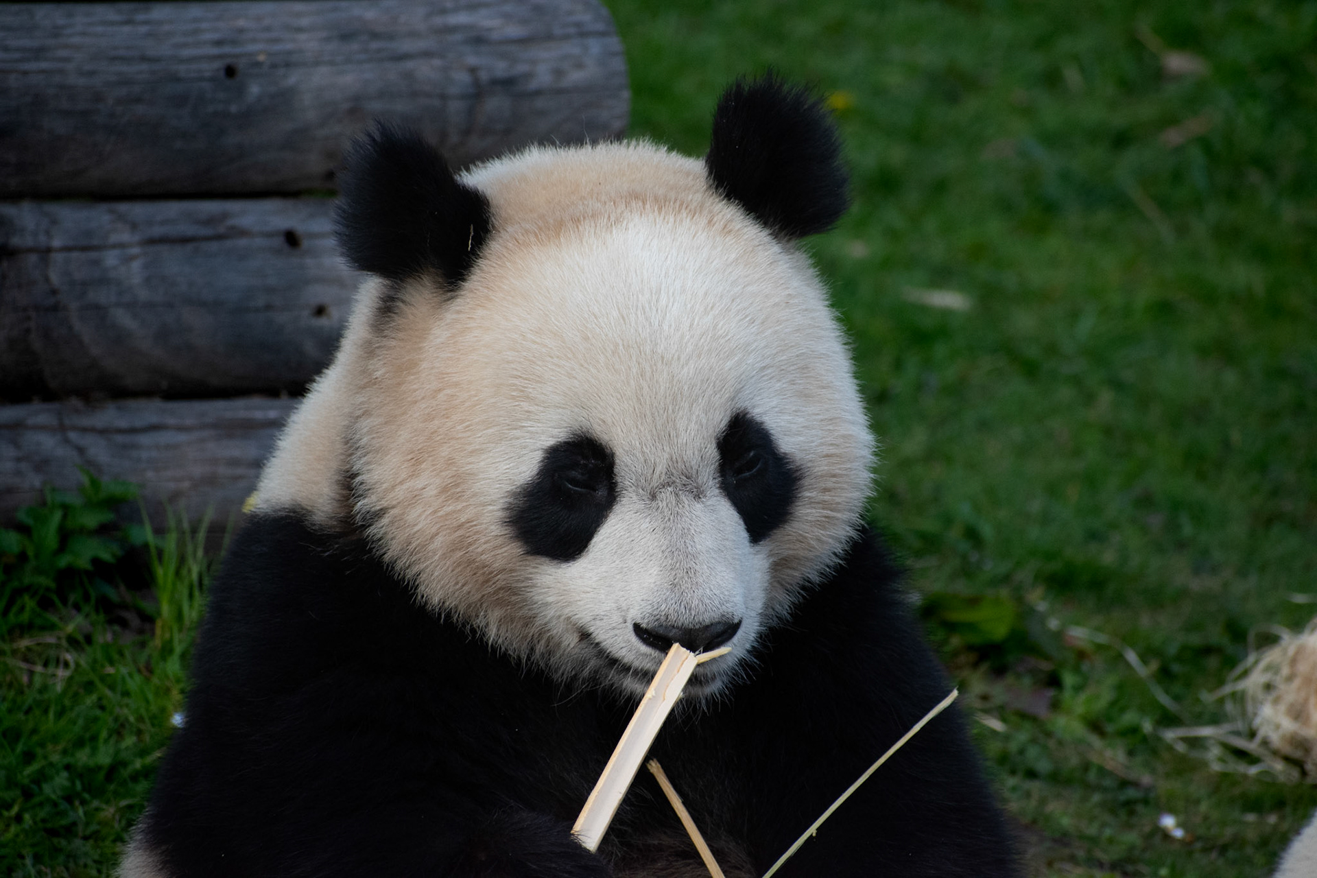 Grand panda