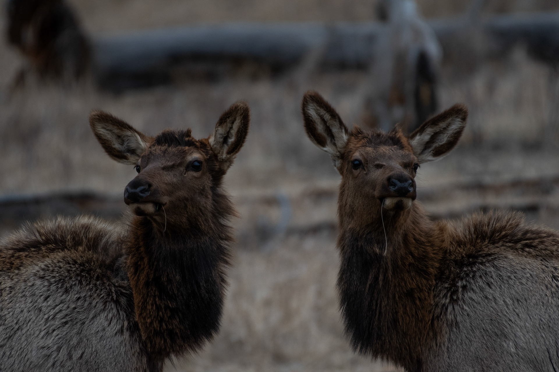 Wapiti