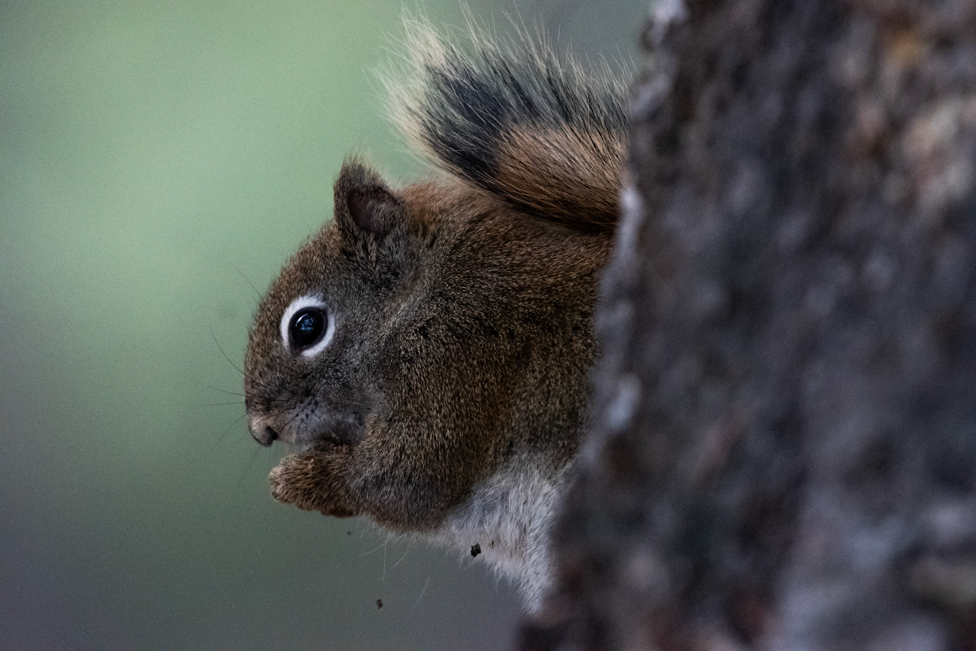 American Red Squirrel