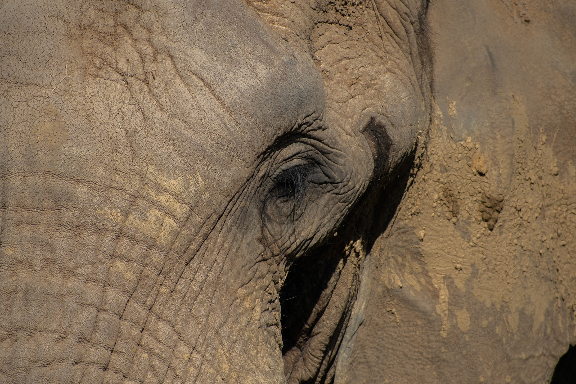 Eléphant d'Afrique